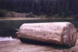 Salvaged Redwood from Big River