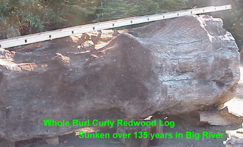 Whole Burl Curly Log sunken over 135 years in Big River Whole Burl Curly Log sunken over 135 years in Big River