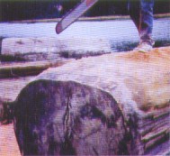 Sawing a large redwood log in half